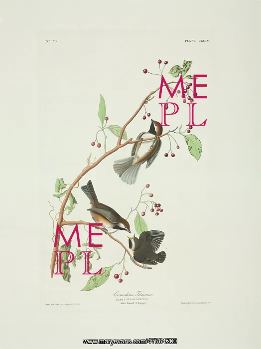 : Parus hudsonicus, boreal chickadee : Parus hudsonicus, boreal chickadee