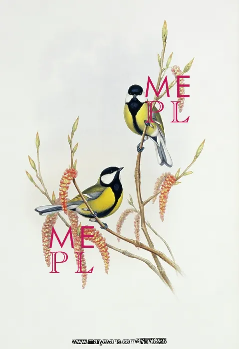 : Parus major, great tit : Parus major, great tit
