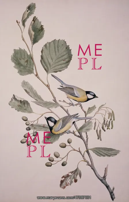 : Parus major, great tit : Parus major, great tit