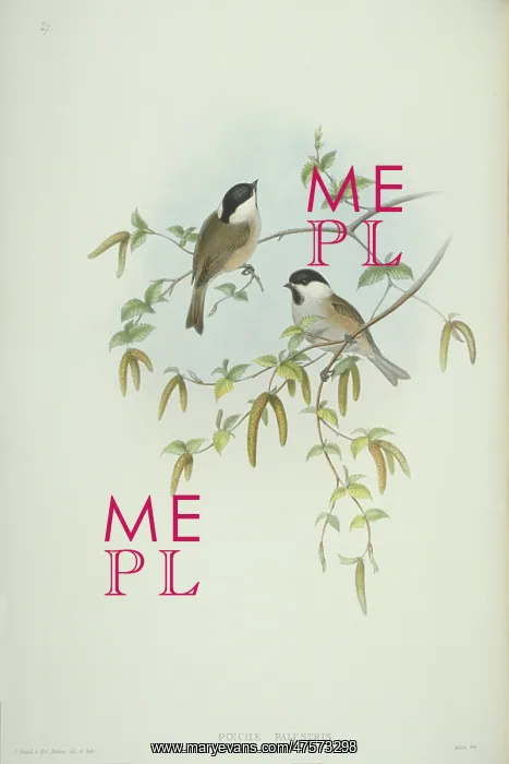 : Parus palustris, marsh tit : Parus palustris, marsh tit