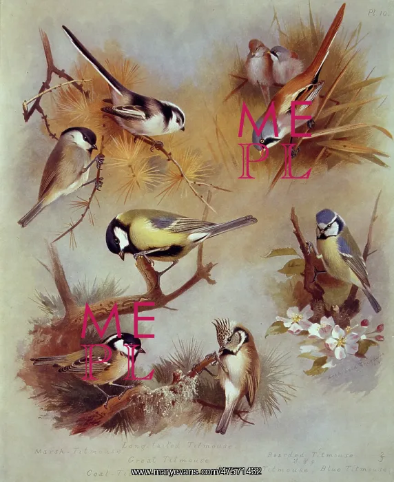 : Parus palustris, P.major, P. ater, P. cristatus, P. caeruleu : Parus palustris, P.major, P. ater, P. cristatus, P. caeruleu
