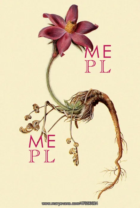 : Pasque Flower, Anemone pulsatilla : Pasque Flower, Anemone pulsatilla