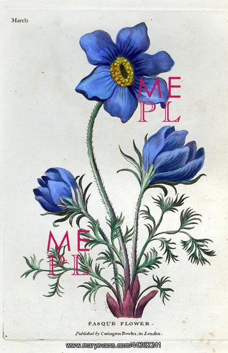  : Pasque Flower - March