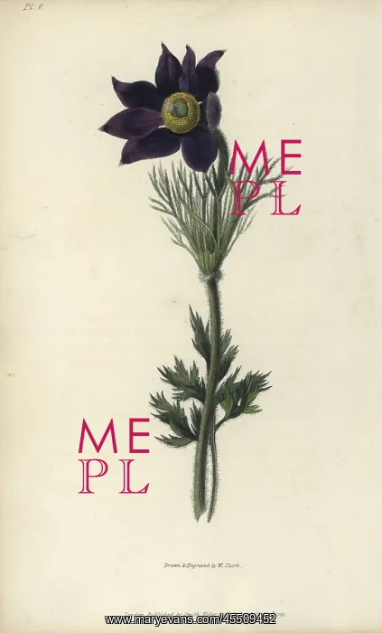 : Pasque flower, Pulsatilla vulgaris : Pasque flower, Pulsatilla vulgaris