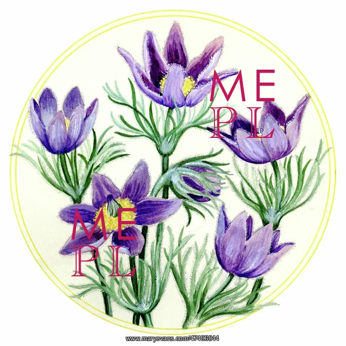  : Pasque Flowers in a circle
