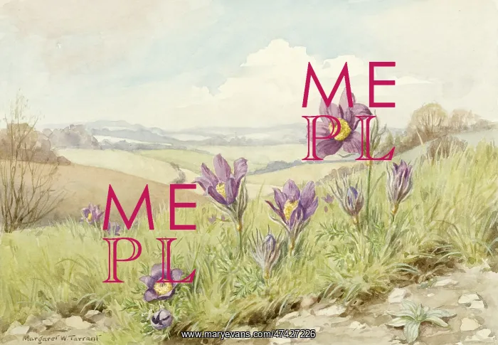: Pasque Flowers in a landscape : Pasque Flowers in a landscape