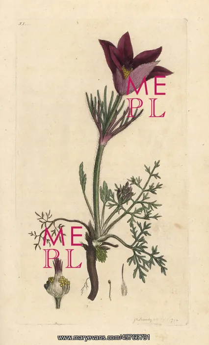 : Pasqueflower, Anemone pulsatilla : Pasqueflower, Anemone pulsatilla