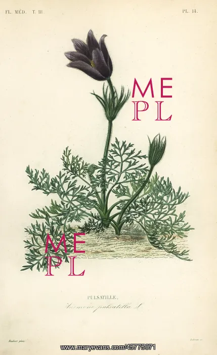 : Pasqueflower or Dane's blood, Anemone : Pasqueflower or Dane's blood, Anemone