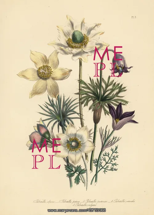 : Pasqueflower species : Pasqueflower species
