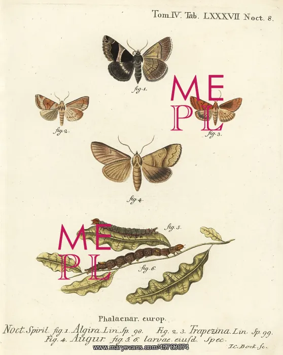 : Passenger moth, dun-bar and soothsayer : Passenger moth, dun-bar and soothsayer