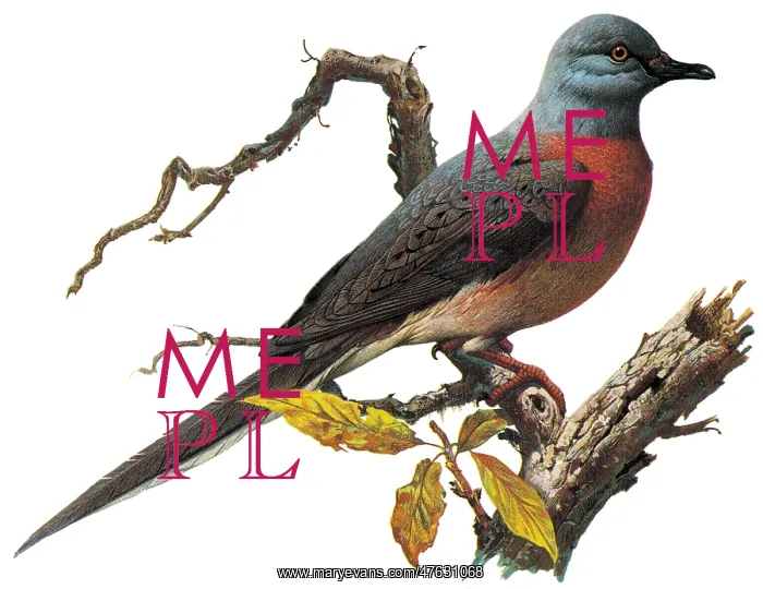 : Passenger Pigeon : Passenger Pigeon