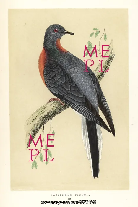 : Passenger pigeon, Ectopistes migratorius. Extinct : Passenger pigeon, Ectopistes migratorius. Extinct