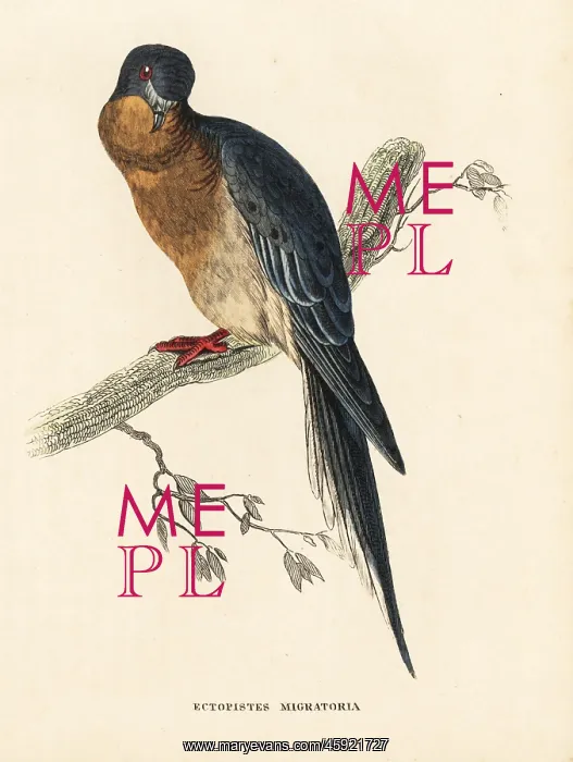 : Passenger pigeon, Ectopistes migratorius. Extinct : Passenger pigeon, Ectopistes migratorius. Extinct