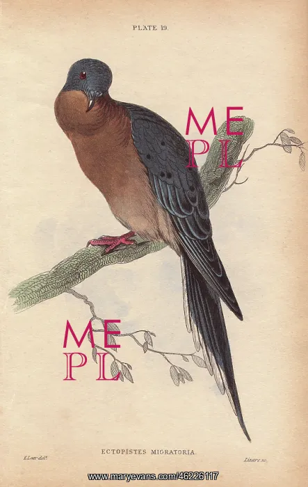 : Passenger pigeon, Ectopistes migratorius, extinct : Passenger pigeon, Ectopistes migratorius, extinct