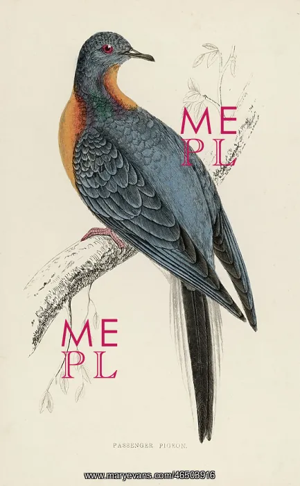 : Passenger Pigeon - Extinct bird : Passenger Pigeon - Extinct bird