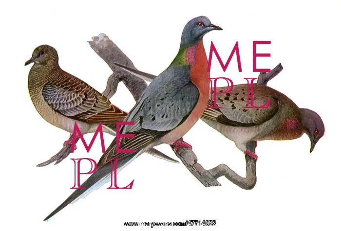 : Passenger Pigeons