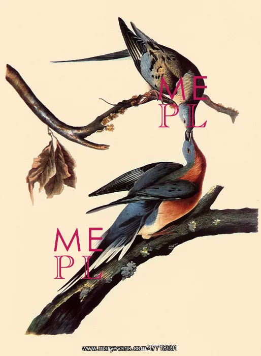 : Passenger Pigeons : Passenger Pigeons