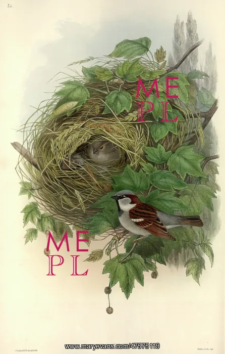 : Passer domesticus, house sparrow : Passer domesticus, house sparrow