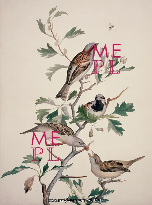 : Passer domesticus, house sparrow : Passer domesticus, house sparrow