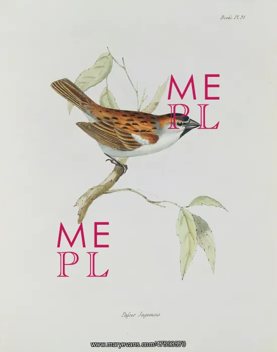 : Passer iagoensis, Cape Verde sparrow : Passer iagoensis, Cape Verde sparrow
