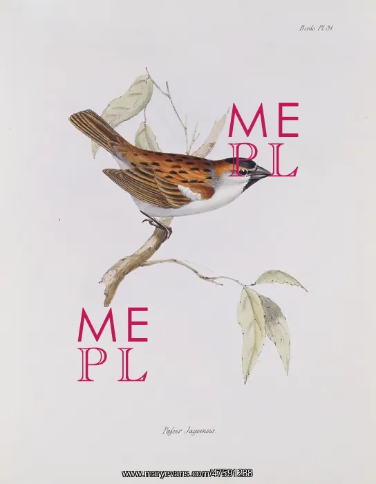 : Passer jagoensis : Passer jagoensis