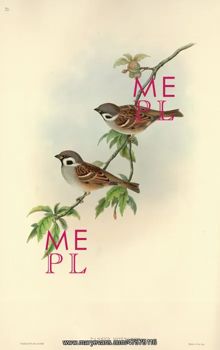 : Passer montanus, Eurasian tree sparrow : Passer montanus, Eurasian tree sparrow
