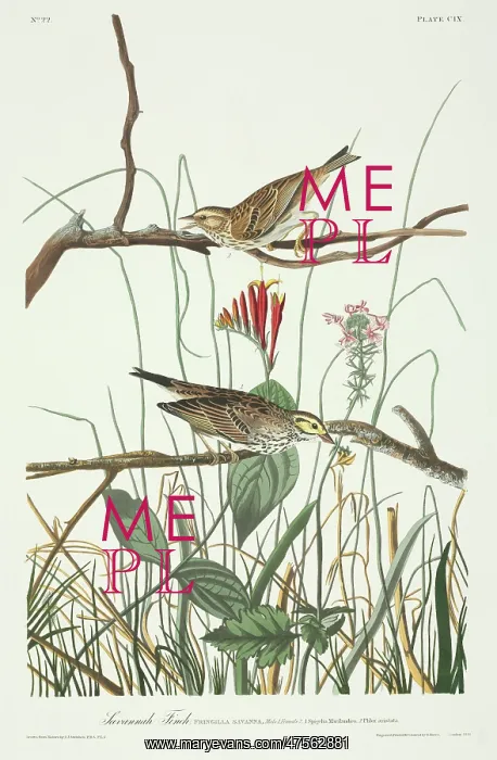 : Passerculus sandwichensis, Savannah sparrow : Passerculus sandwichensis, Savannah sparrow