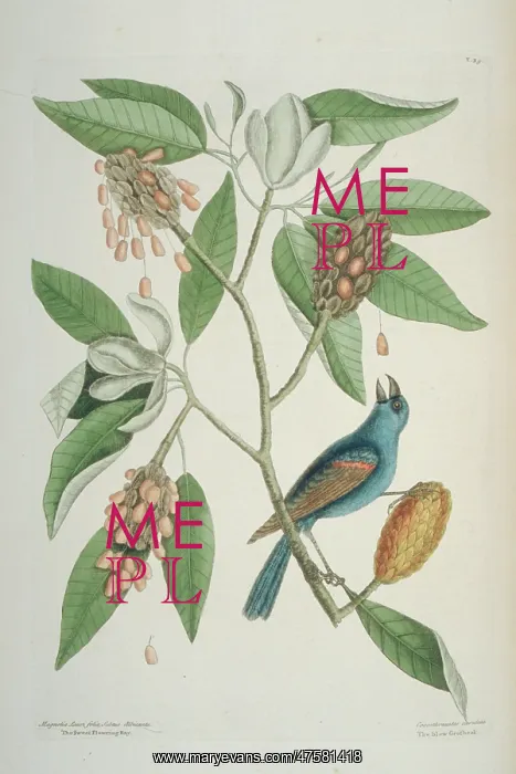 : Passerina caerulea, blue grosbeak : Passerina caerulea, blue grosbeak