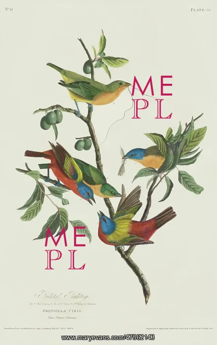 : Passerina ciris, painted bunting : Passerina ciris, painted bunting