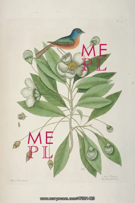 : Passerina ciris, painted bunting : Passerina ciris, painted bunting