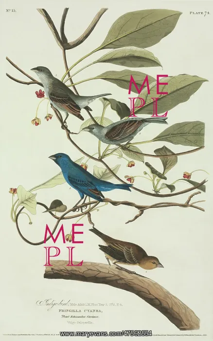 : Passerina cyanea, indigo bunting : Passerina cyanea, indigo bunting