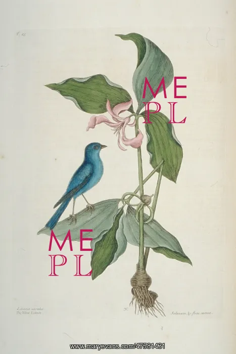 : Passerina cyanea, indigo bunting : Passerina cyanea, indigo bunting