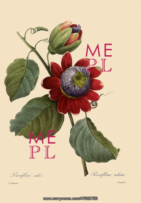 : Passiflora alata : Passiflora alata