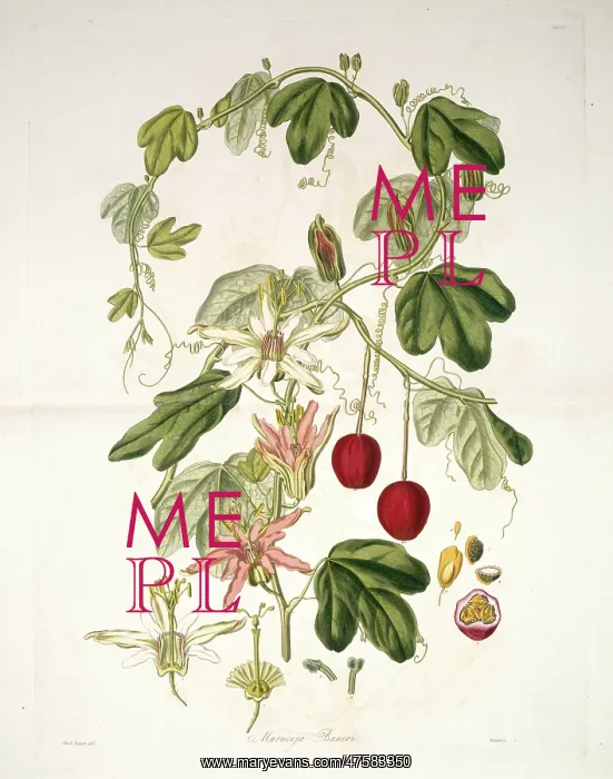 : Passiflora aurantia, passion flower : Passiflora aurantia, passion flower