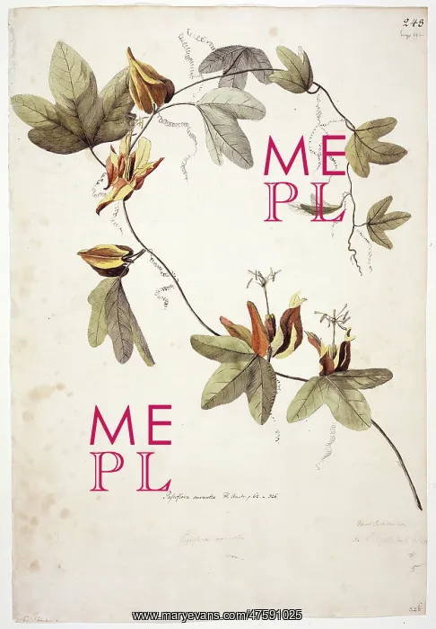 : Passiflora aurantia, passionflower : Passiflora aurantia, passionflower