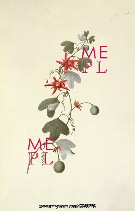 : Passiflora aurantia, red passion flower : Passiflora aurantia, red passion flower
