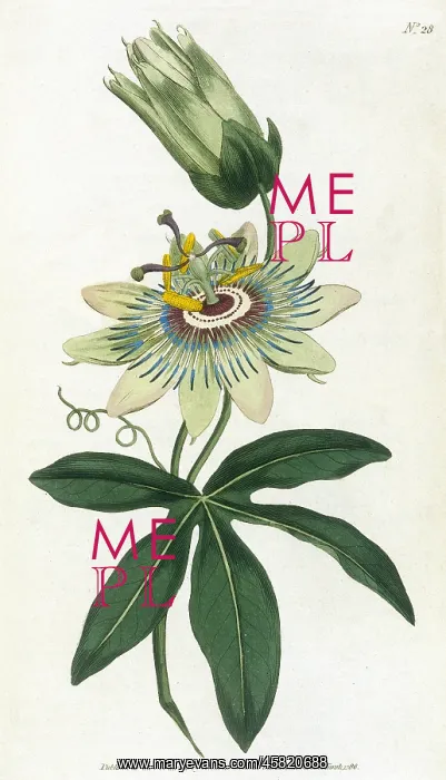  : Passiflora Caerulea
