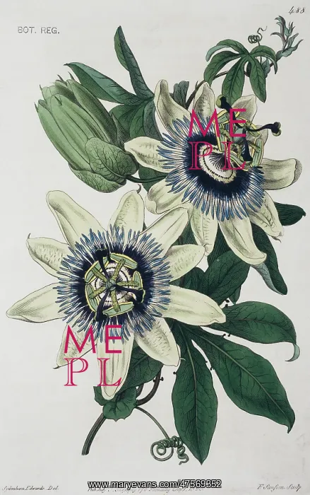 : Passiflora caerulea, blue passion flower : Passiflora caerulea, blue passion flower