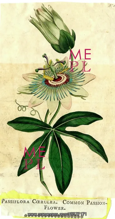  : Passiflora Coerulea, Common Passion-Flower