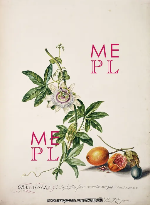 : Passiflora edulis, passion fruit : Passiflora edulis, passion fruit