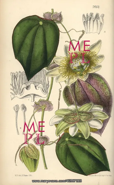 : Passiflora hahnii, yellow passionflower native to Mexico : Passiflora hahnii, yellow passionflower native to Mexico