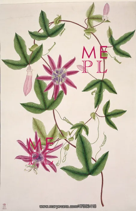 : Passiflora kermesina, passionflower : Passiflora kermesina, passionflower