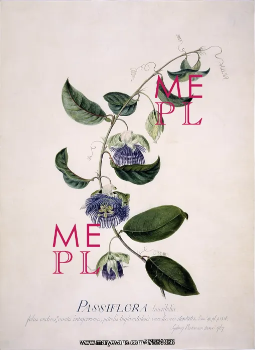 : Passiflora laurifolia, passion flower : Passiflora laurifolia, passion flower