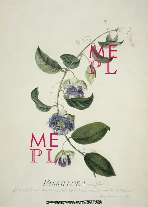 : Passiflora laurifolia, water lemon : Passiflora laurifolia, water lemon