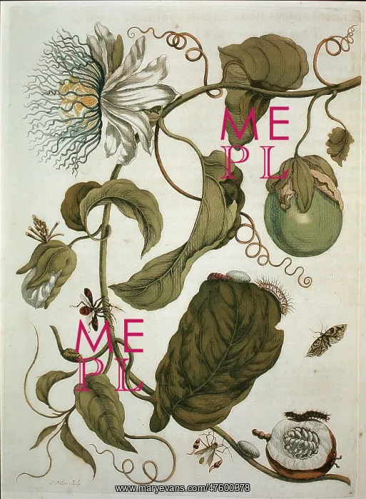 : Passiflora laurifolia, water lemon : Passiflora laurifolia, water lemon