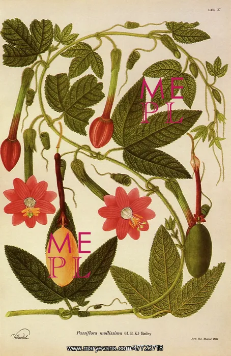 : Passiflora Mollisima : Passiflora Mollisima