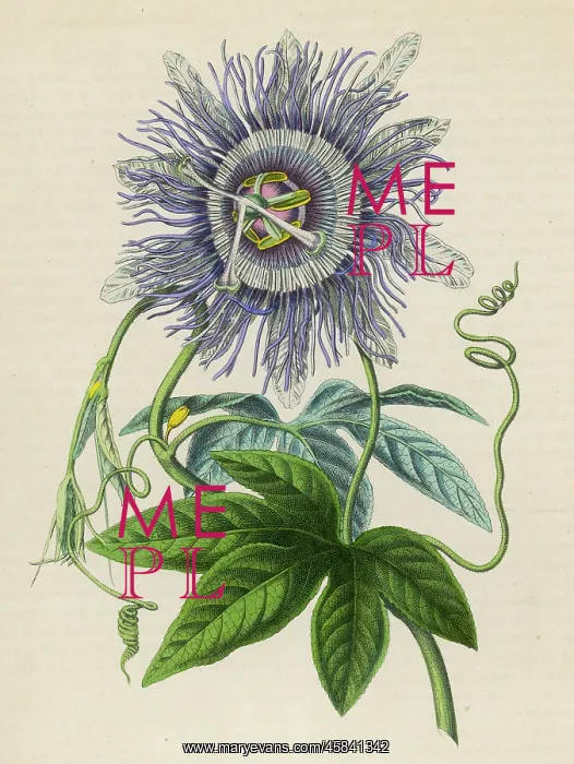 : Passiflora -- Passion Flower : Passiflora -- Passion Flower