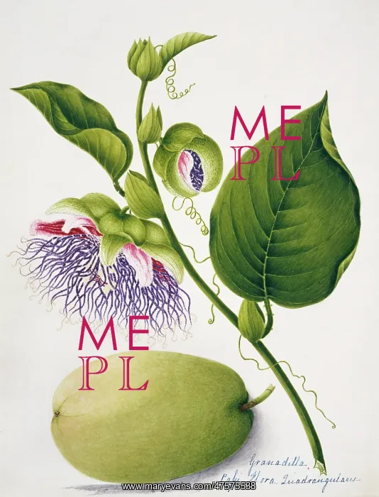 : Passiflora quadrangularis, granadilla : Passiflora quadrangularis, granadilla
