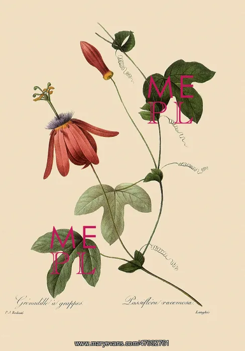 : Passiflora racemosa : Passiflora racemosa