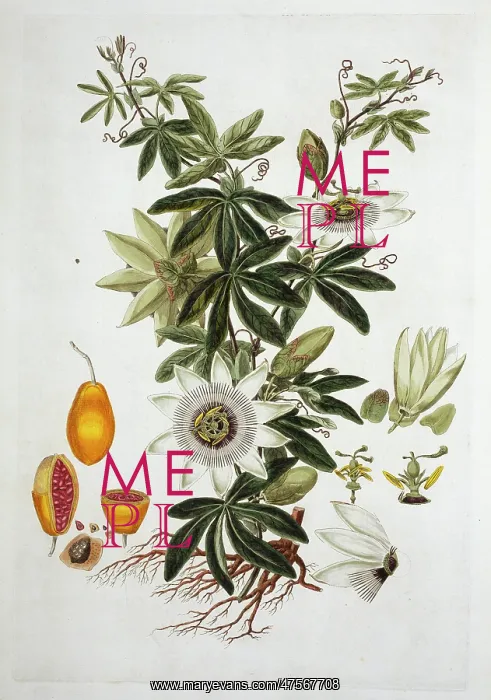 : Passiflora sp. passion flower : Passiflora sp. passion flower